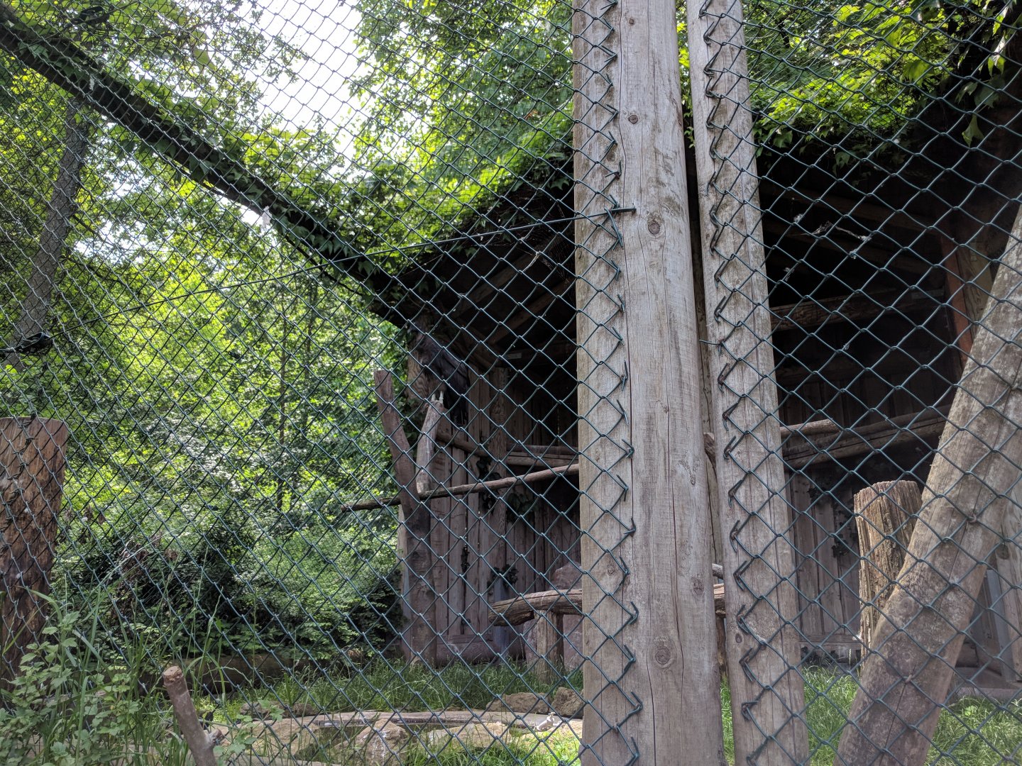 Andean Condor Aviary