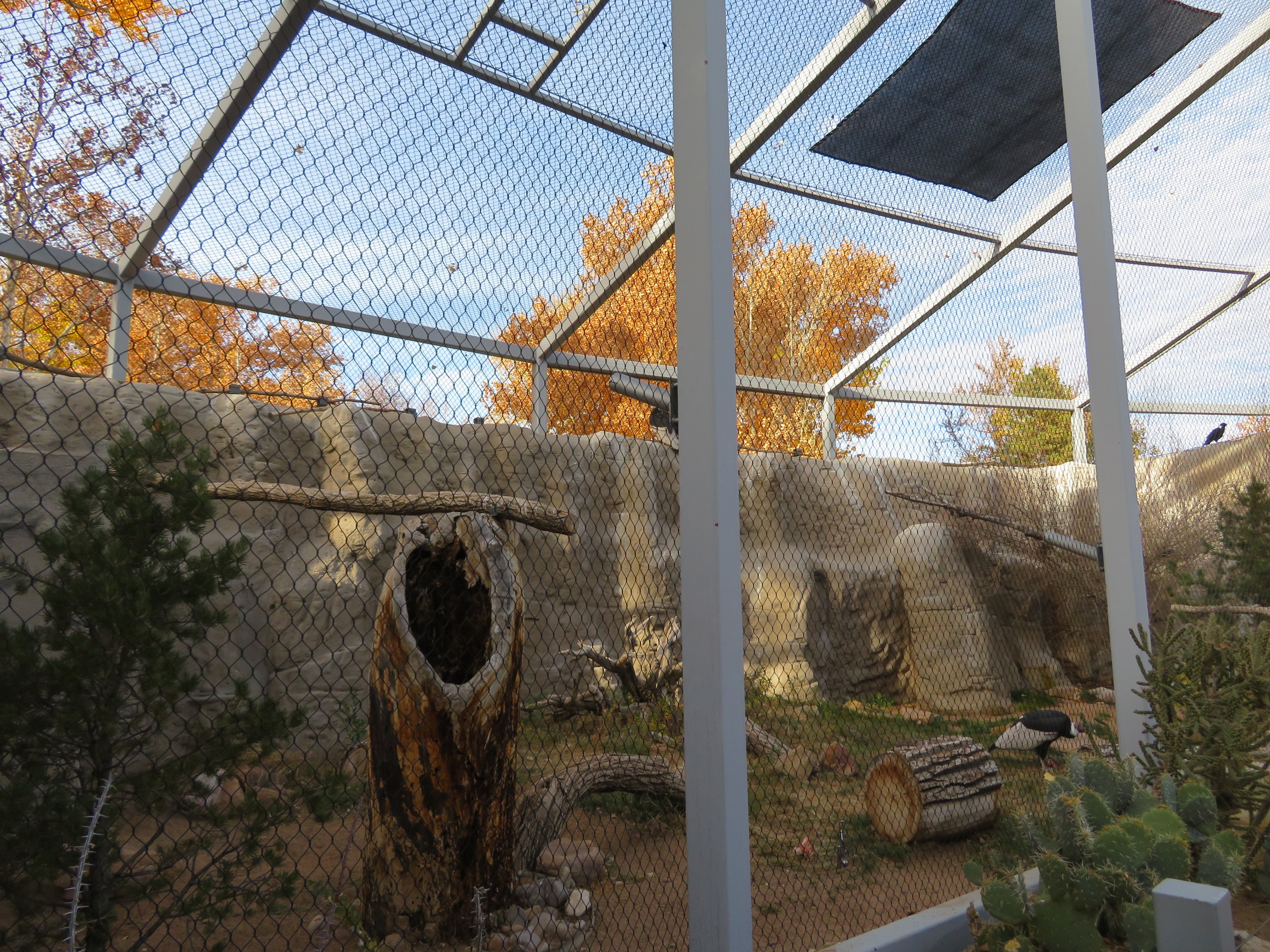 Andean Condor Aviary