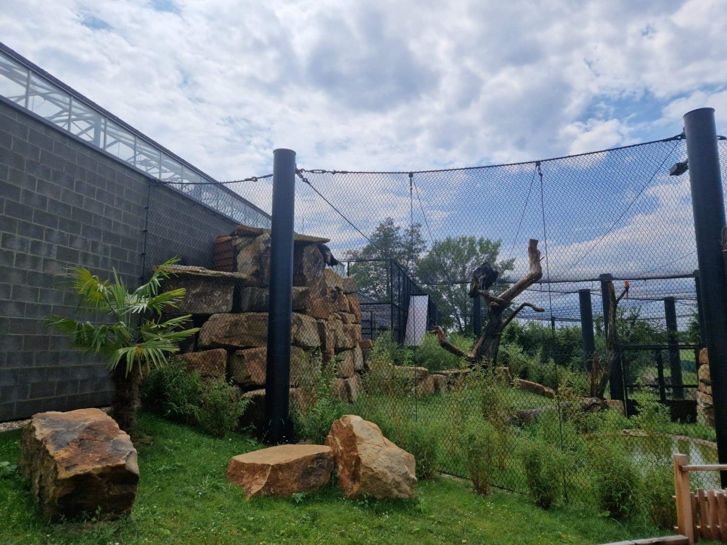 Andean Condor Aviary