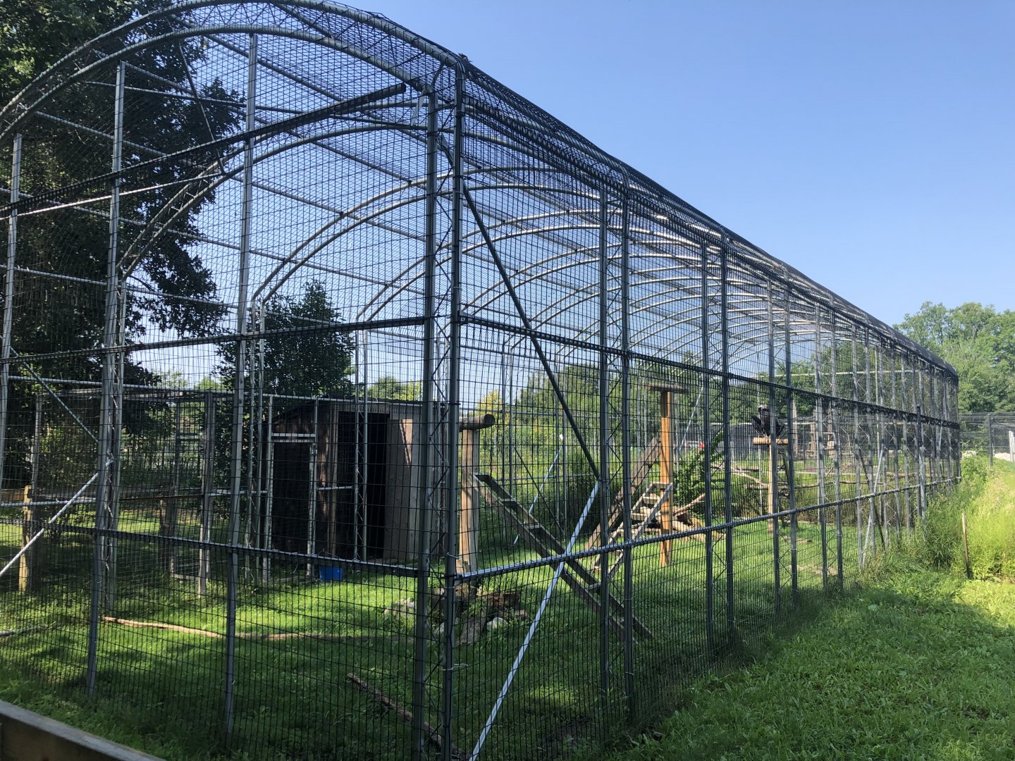 Andean Condor Aviary