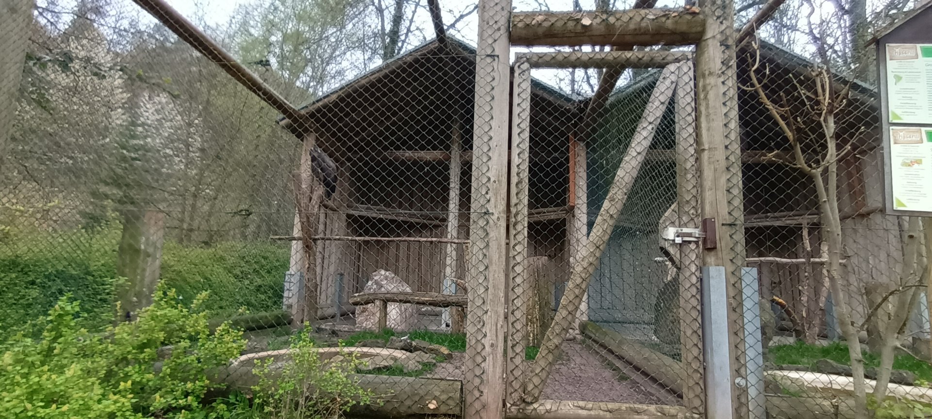 Andean Condor Aviary