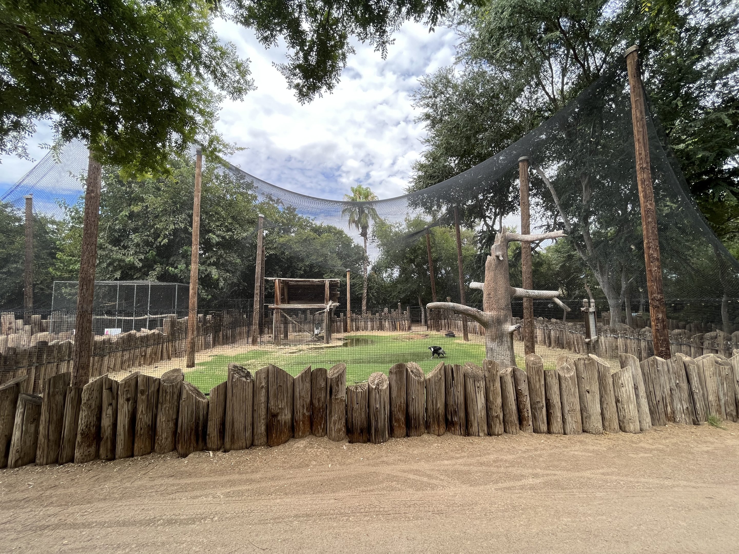 Andean Condor Aviary