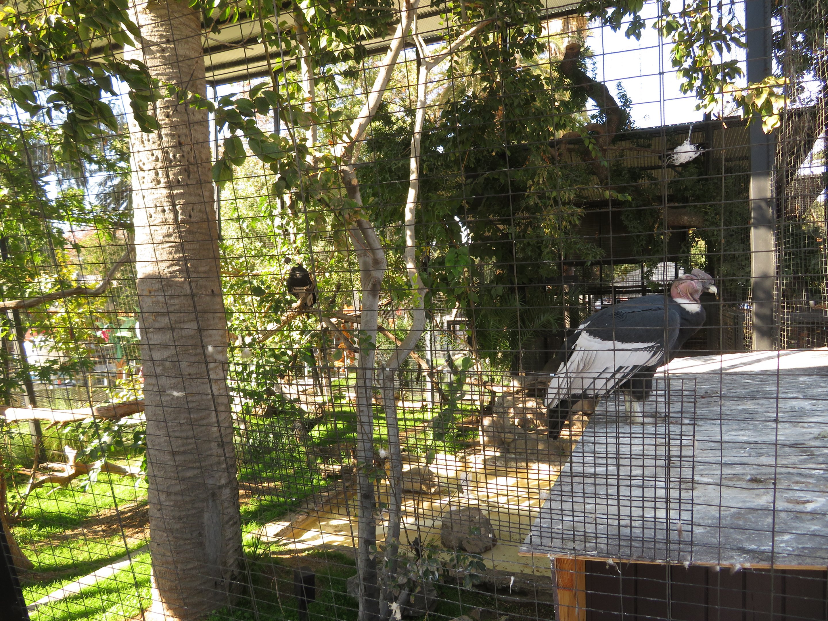 Andean Condor Aviary