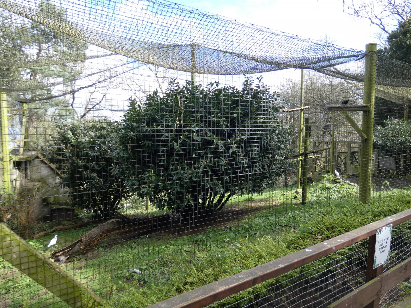 Andean condor aviary