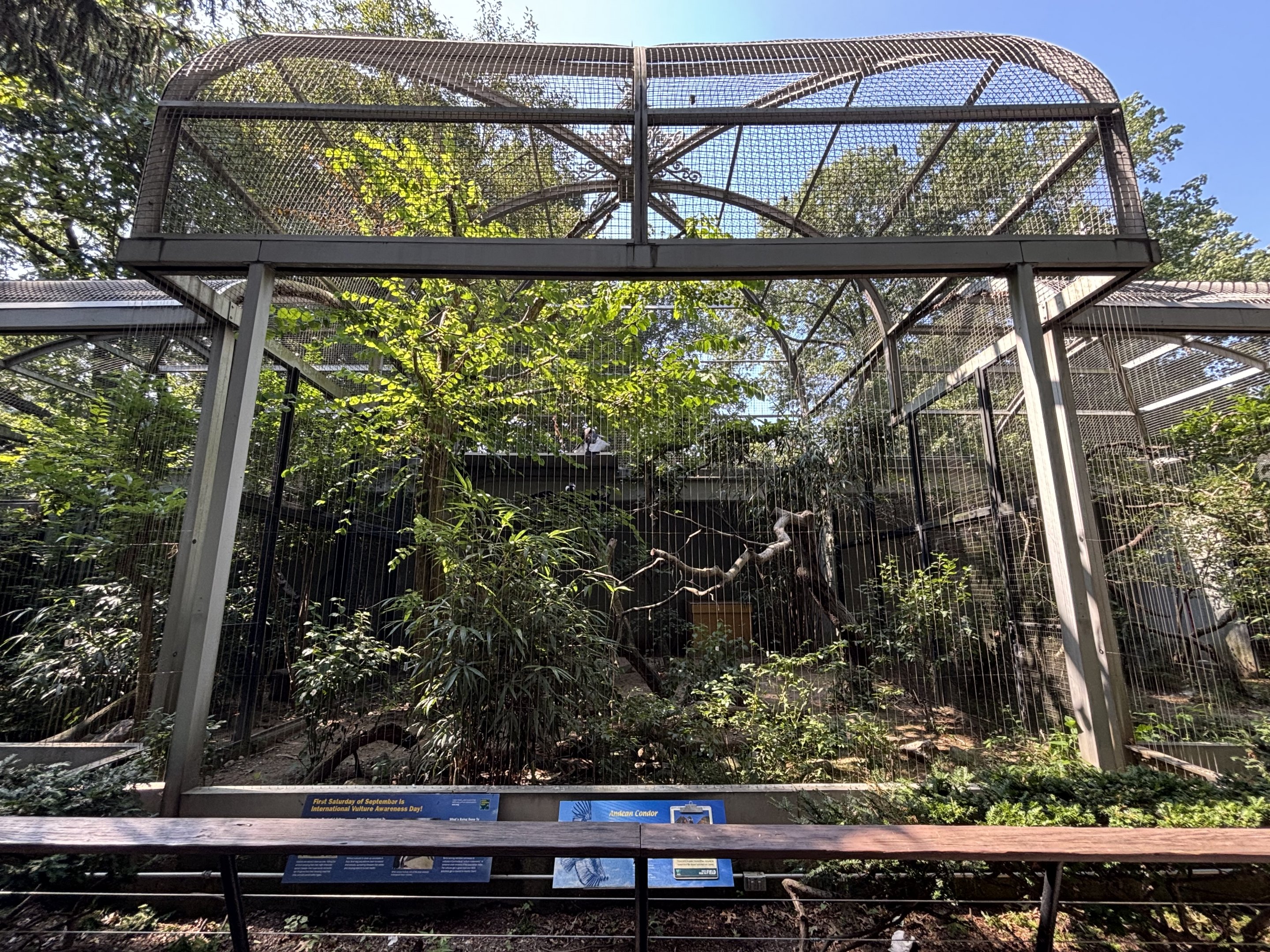 Andean Condor Aviary