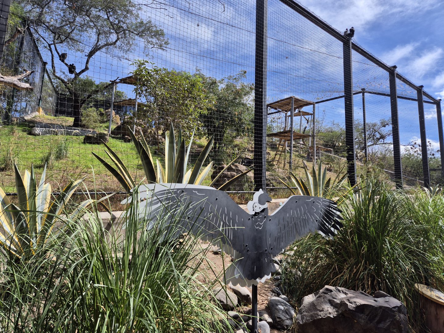 Andean Condor Aviary