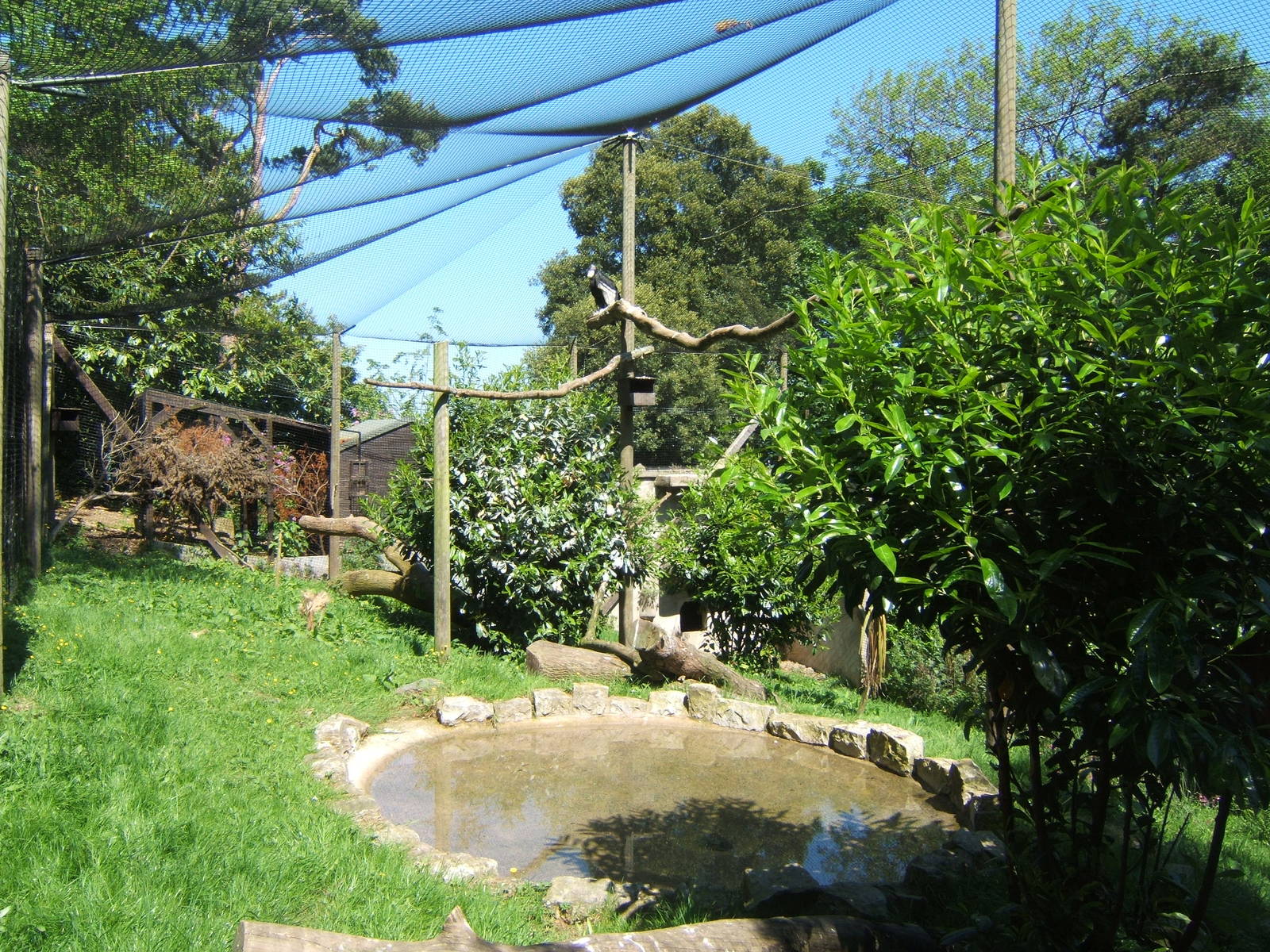 Andean Condor Aviary