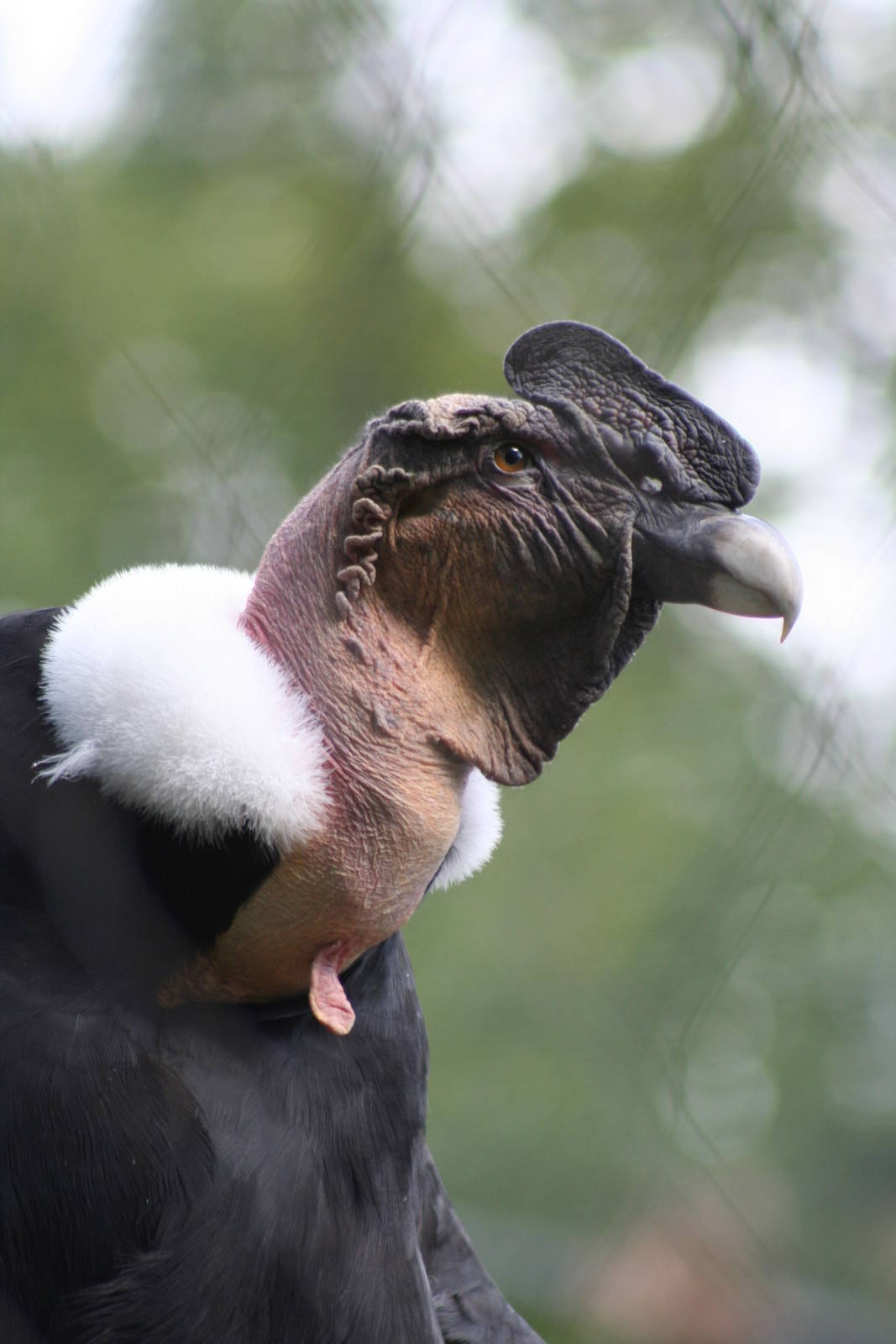 Andean Condor @ Berlin Zoo; 05.09.2007