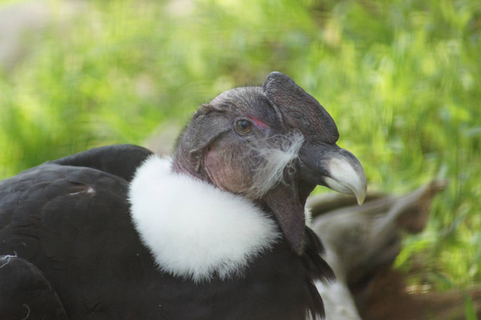 Andean Condor 'Bruce'