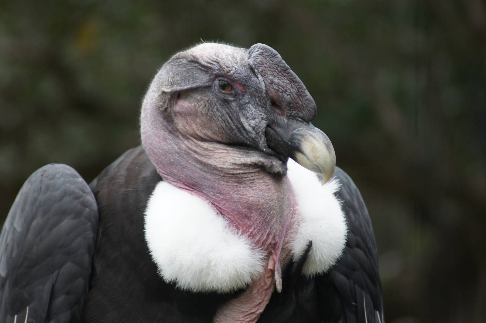 (Andean condor) Bruce