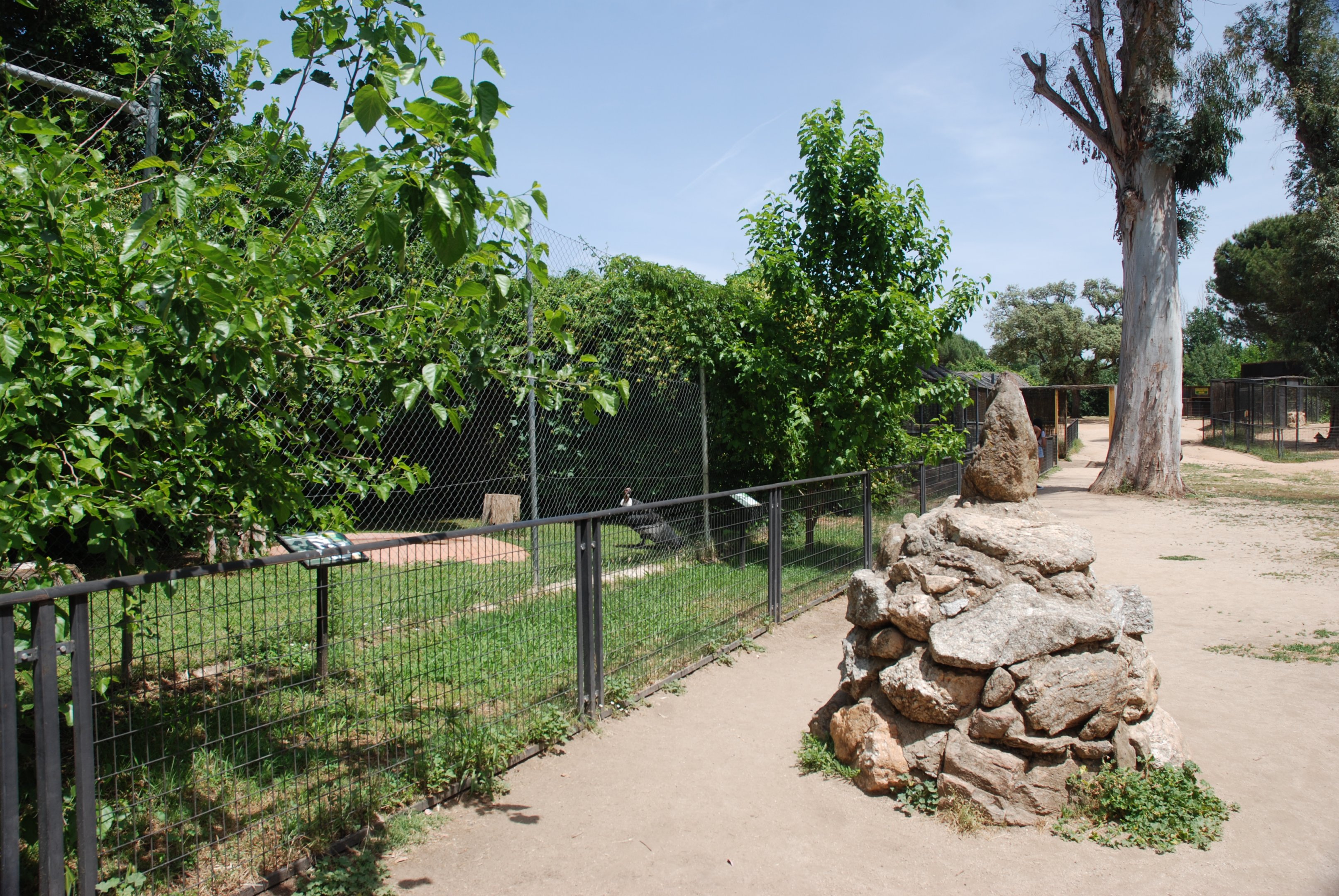 Andean Condor (checks notes...) Paddock at Safari Madrid, 19th May 2022