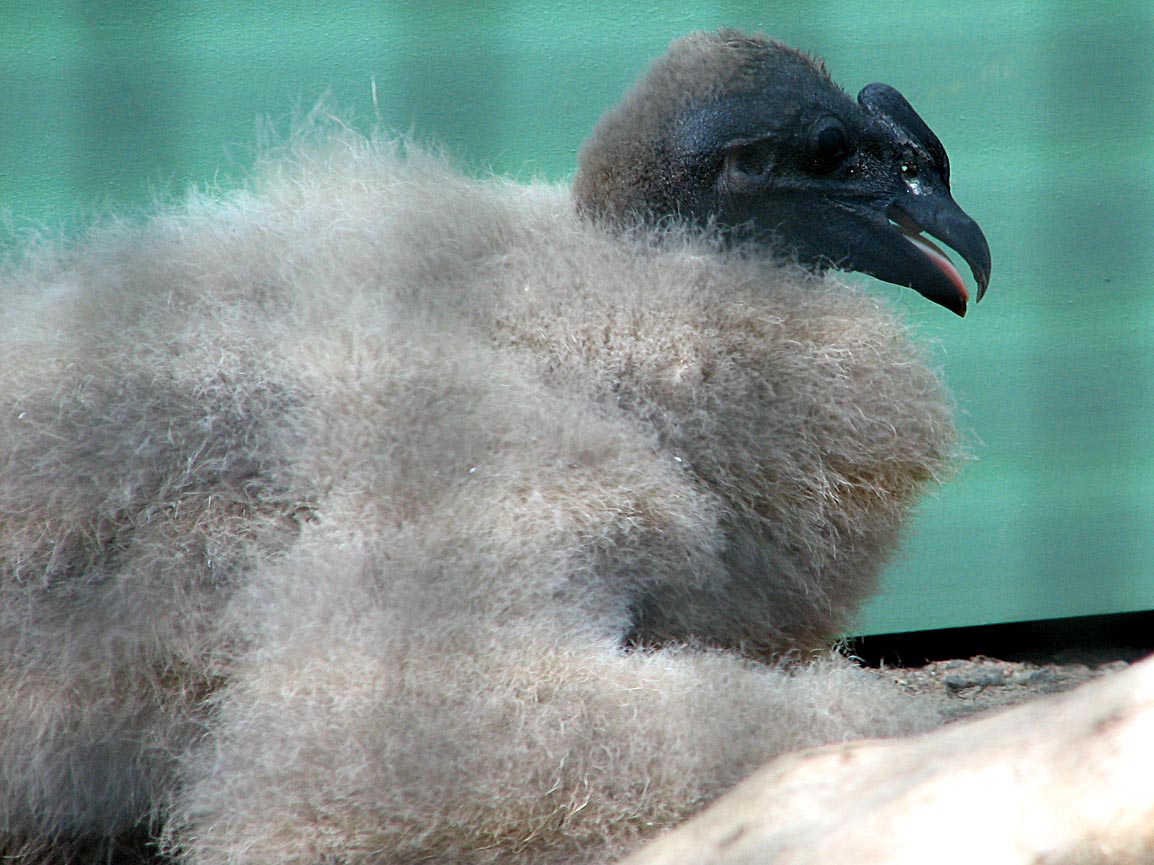 Andean condor chick - Vultur gryphus