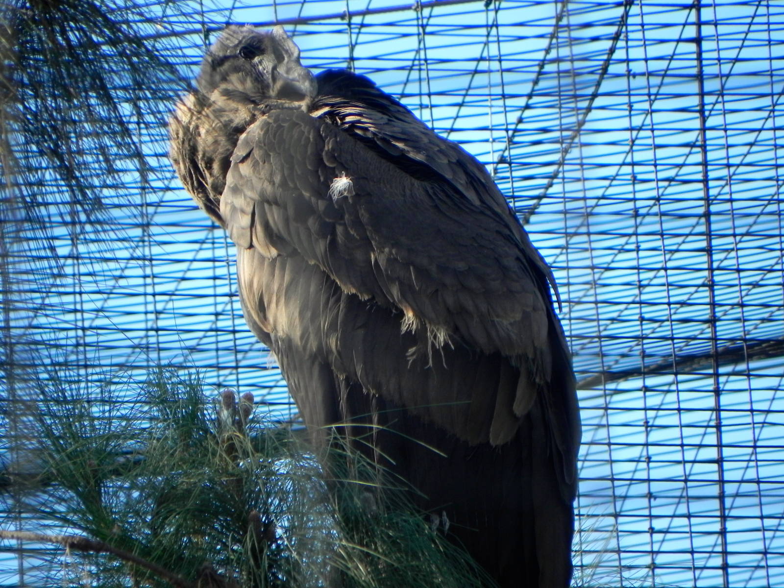 Andean condor chick