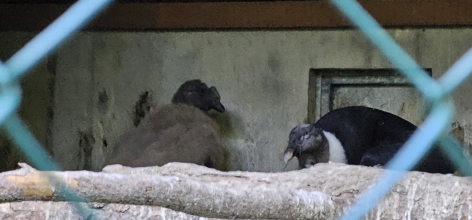 Andean condor chick