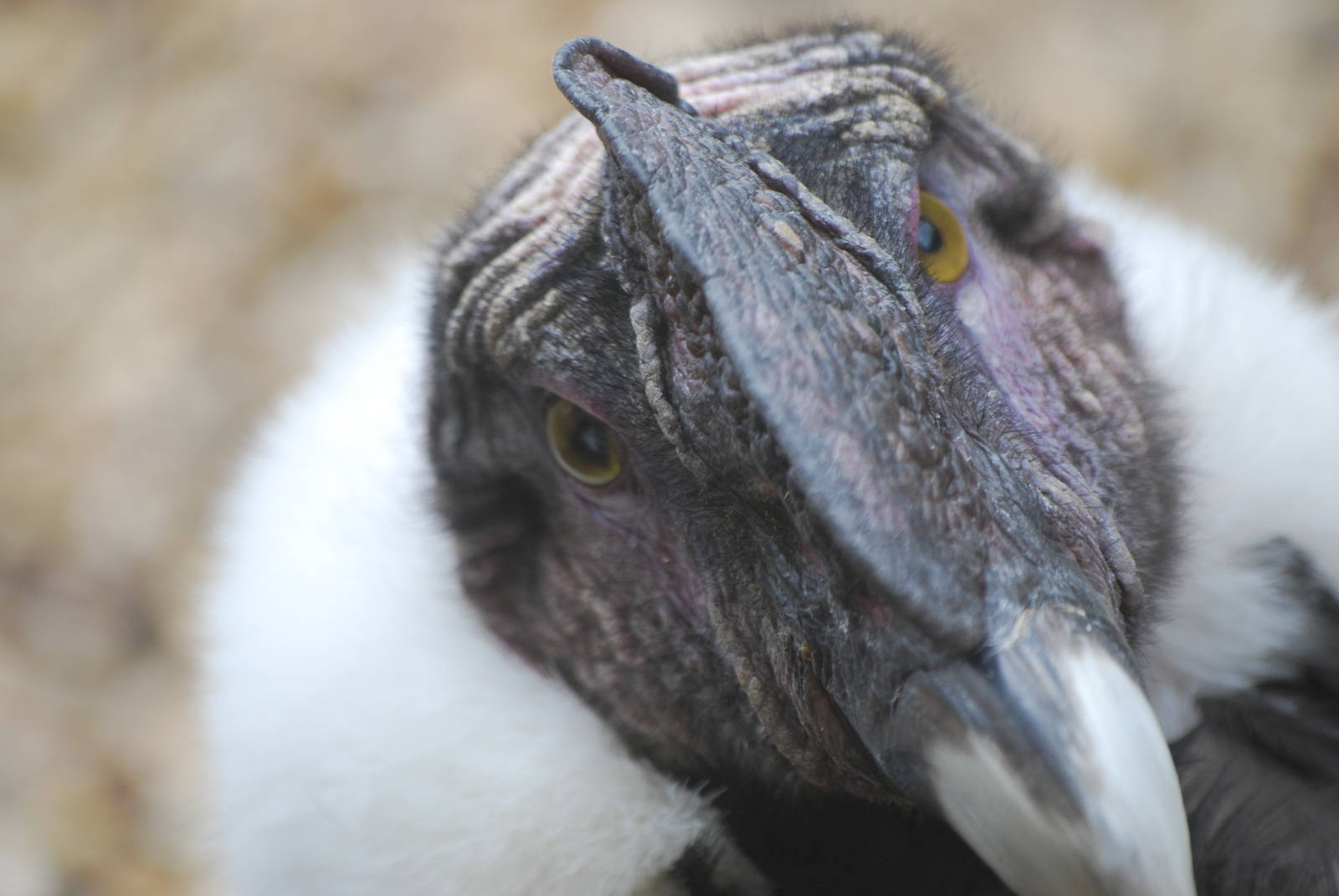 Andean condor close-up