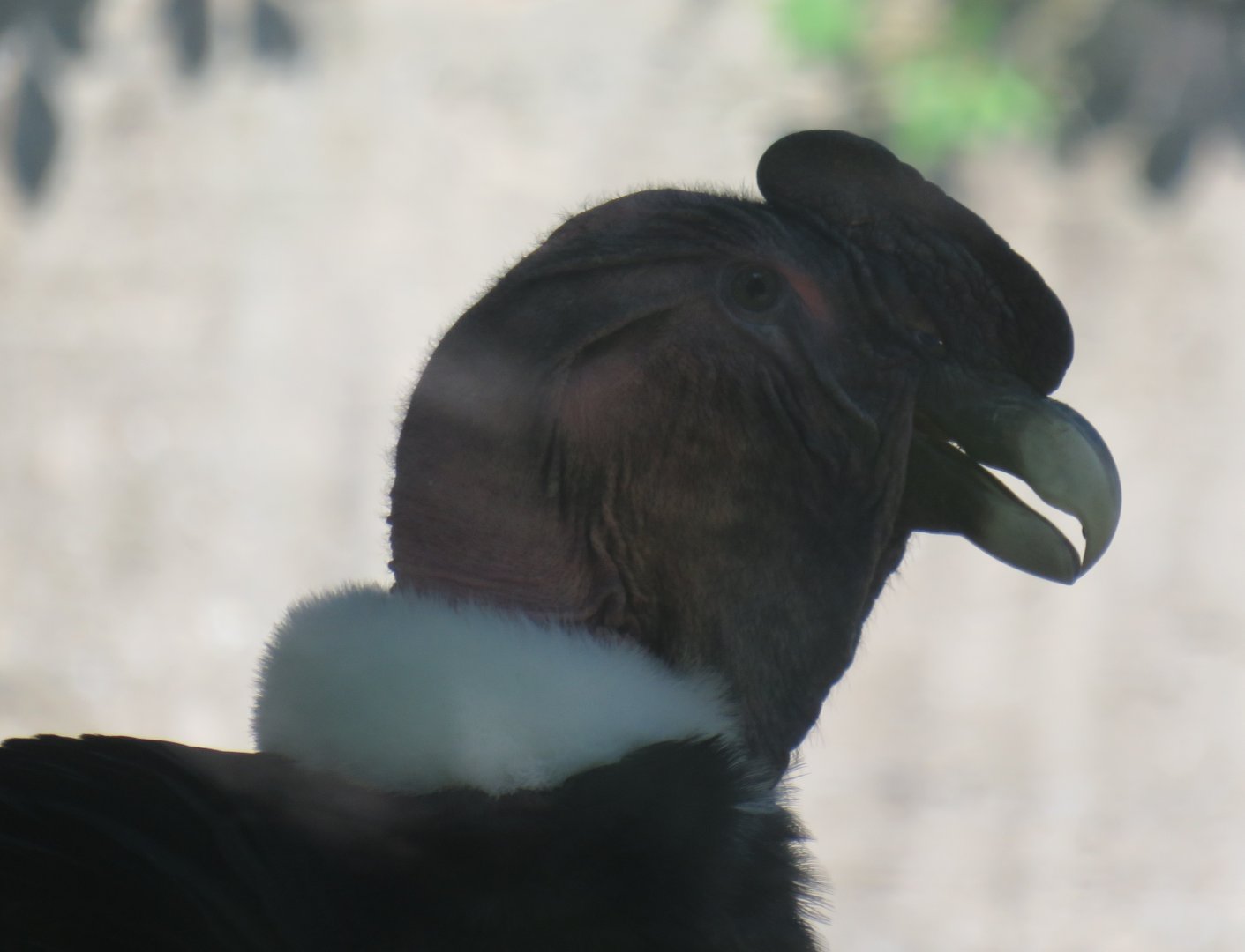 Andean condor close-up