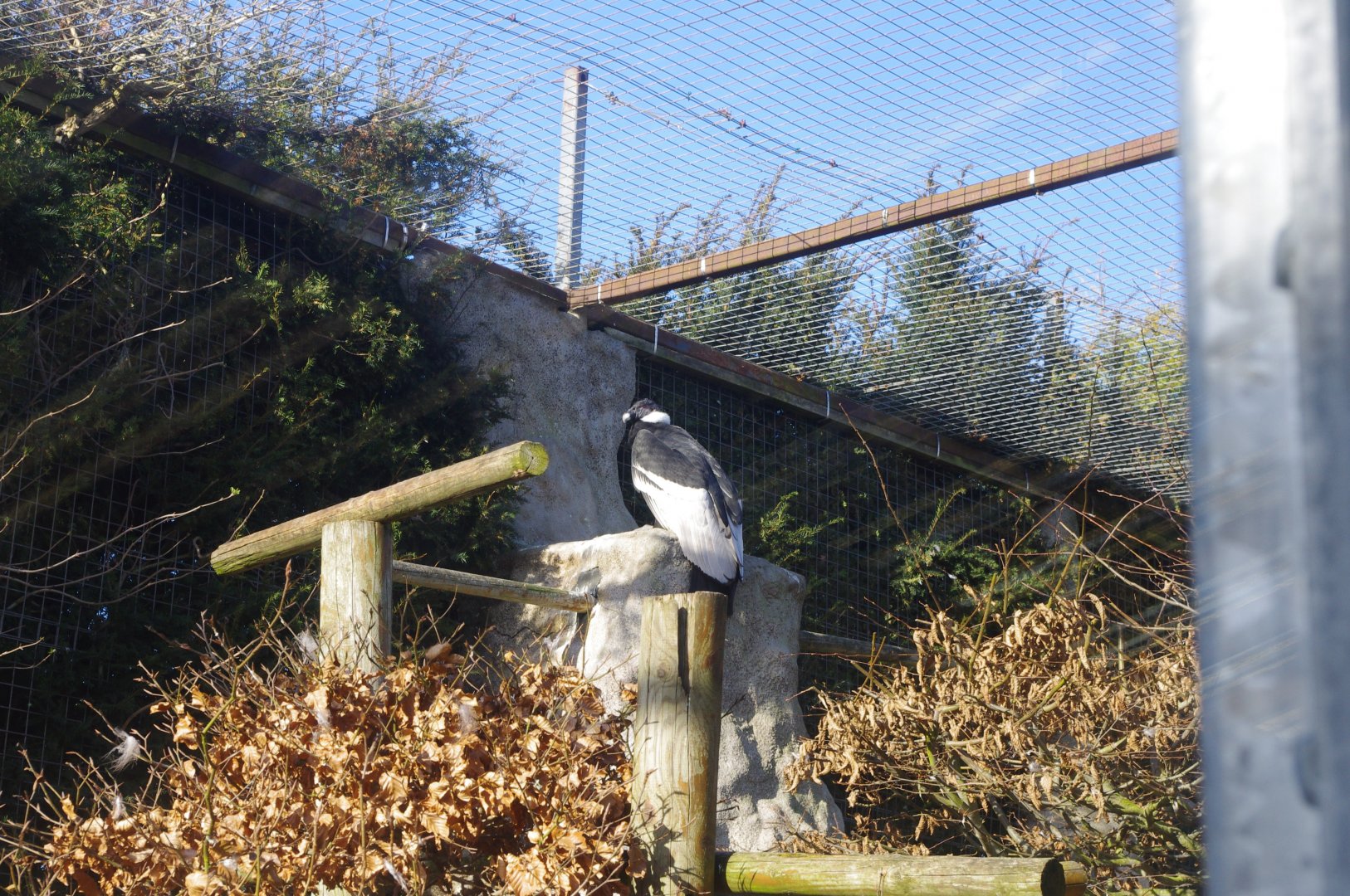 Andean Condor- Colchester Zoo 25/2/2022