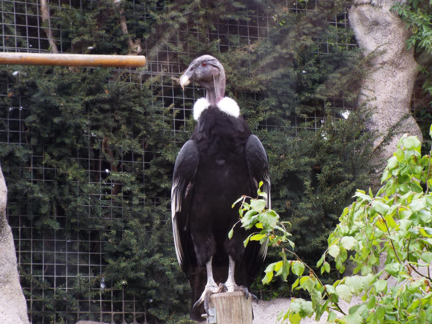 Andean Condor, Colchester Zoo
