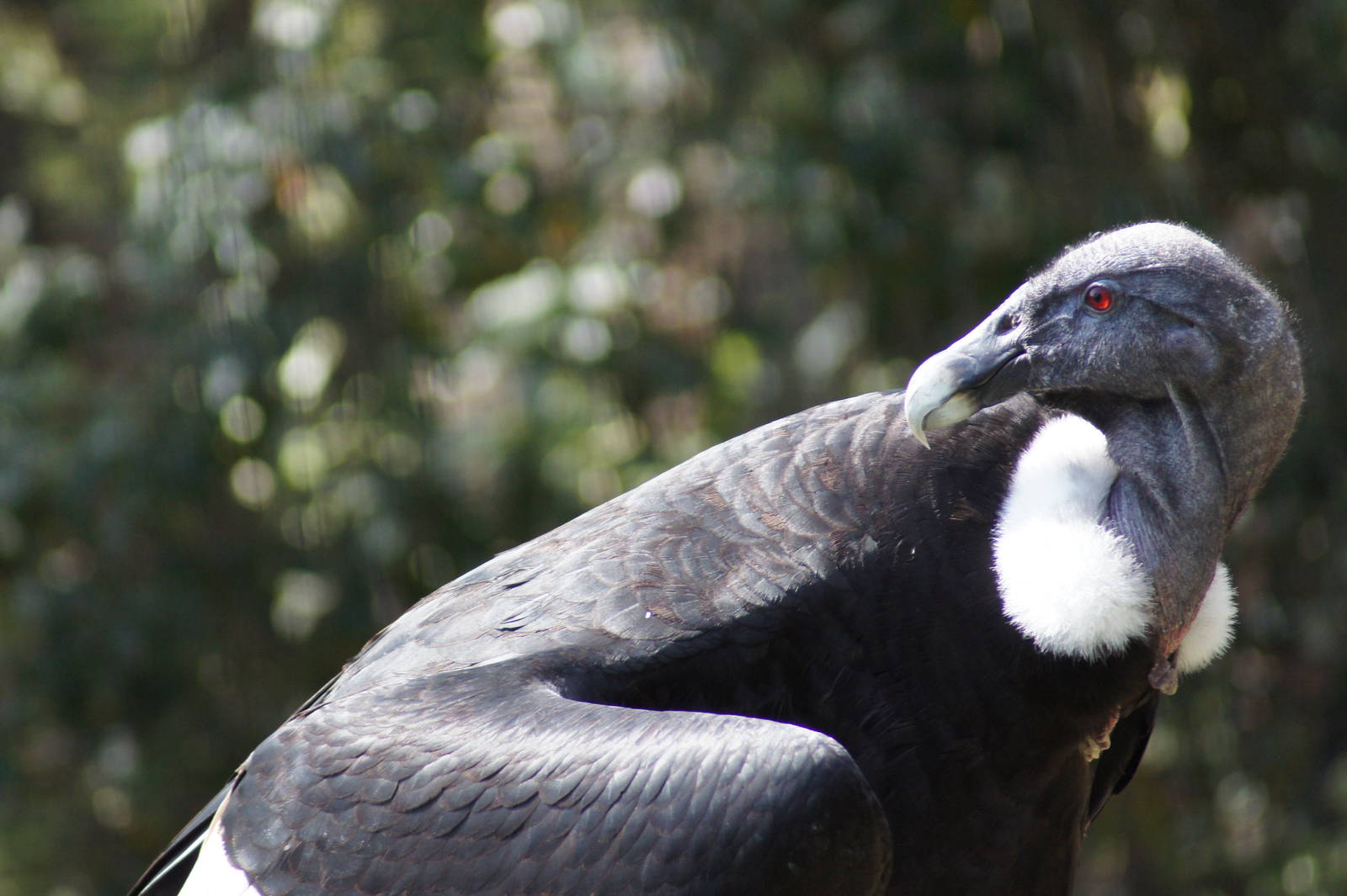 Andean Condor 'Connie'