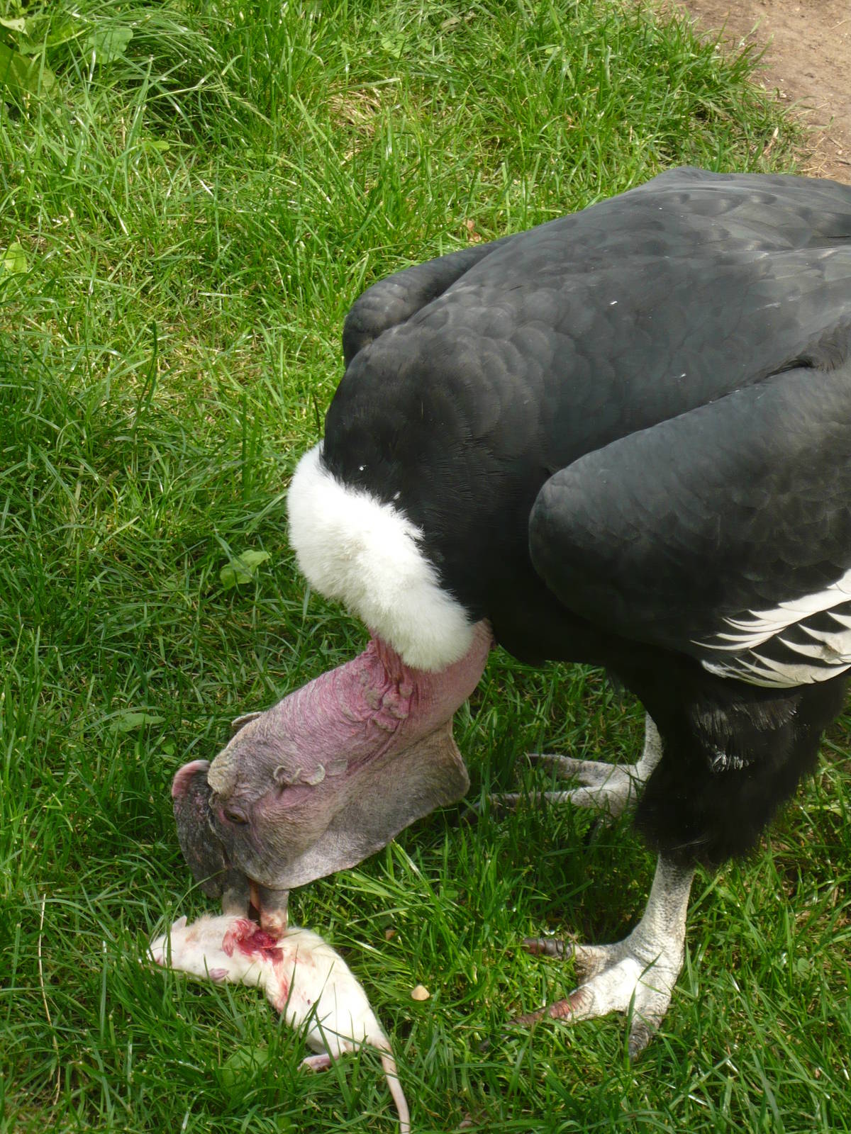 Andean condor eating a rat