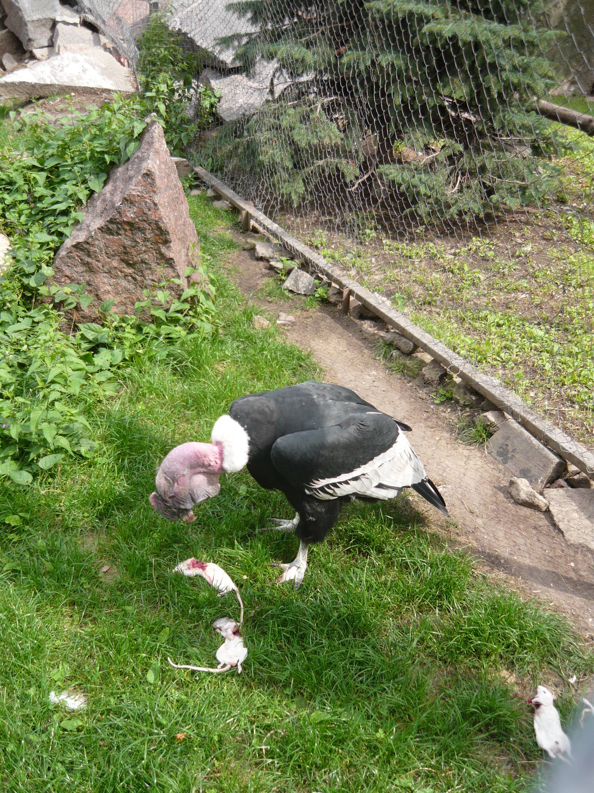 Andean condor eating a rat