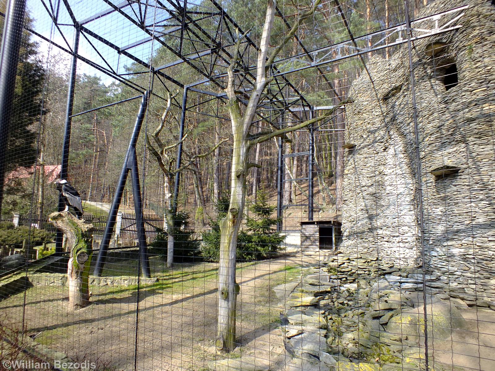 Andean Condor Enclosure