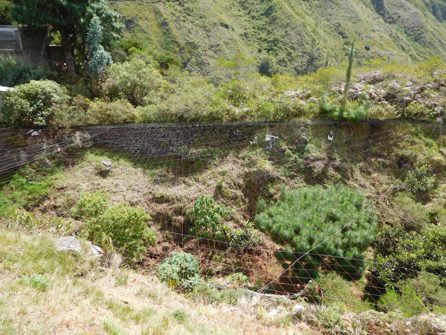 Andean Condor enclosure