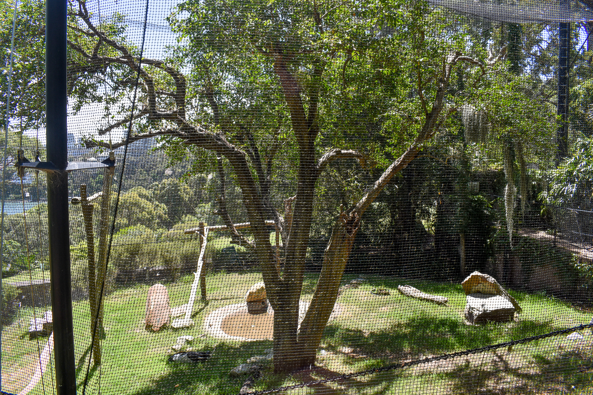 Andean Condor Enclosure