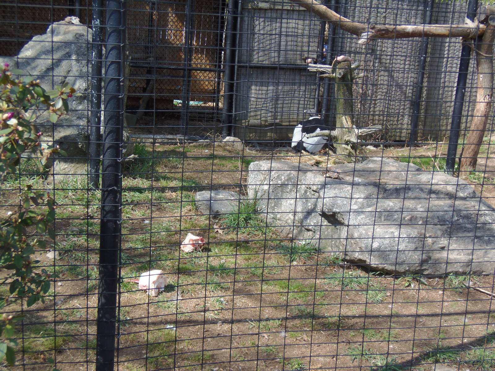 Andean Condor Enrichment