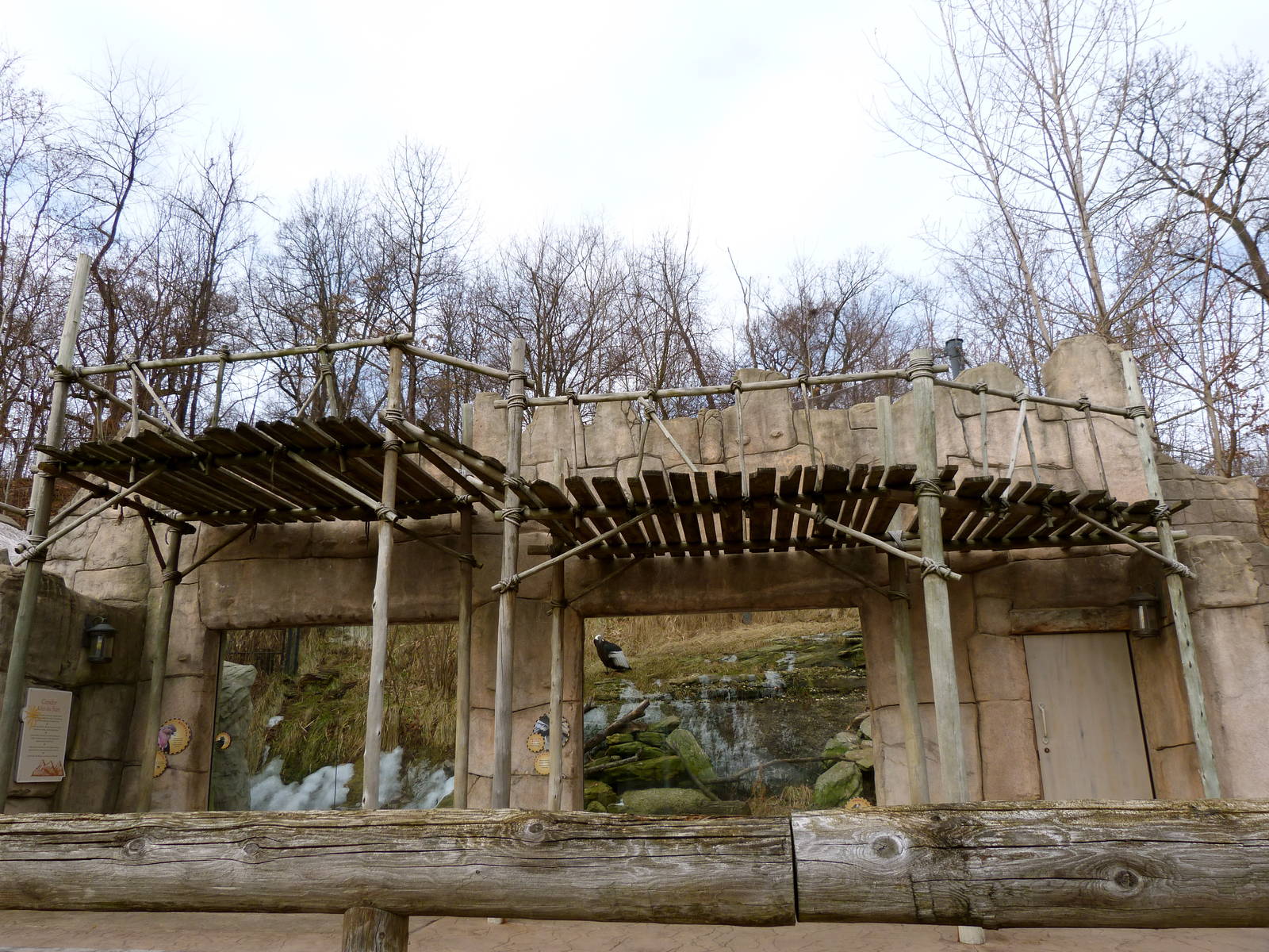 Andean Condor Exhibit - Jan. 2014