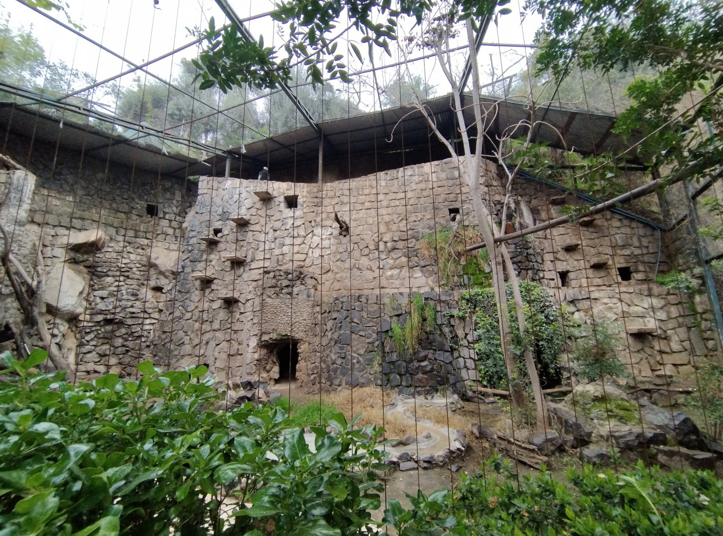 Andean condor exhibit - Santiago Zoo (Zoologico nacional)