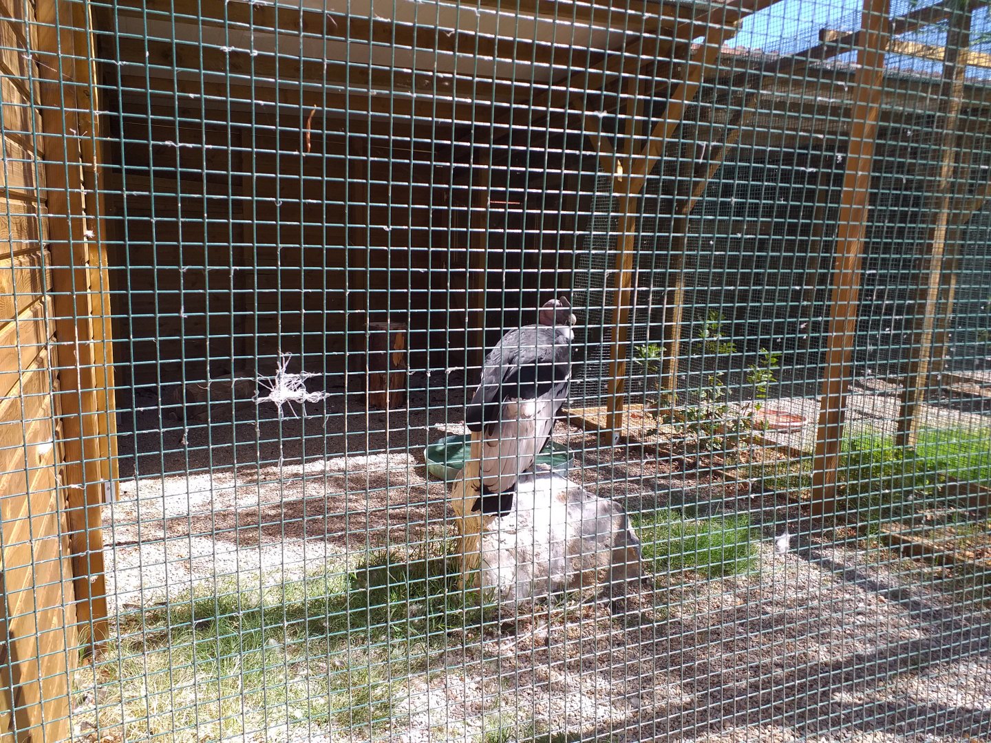 Andean condor exhibit -Sendaviva (2020)