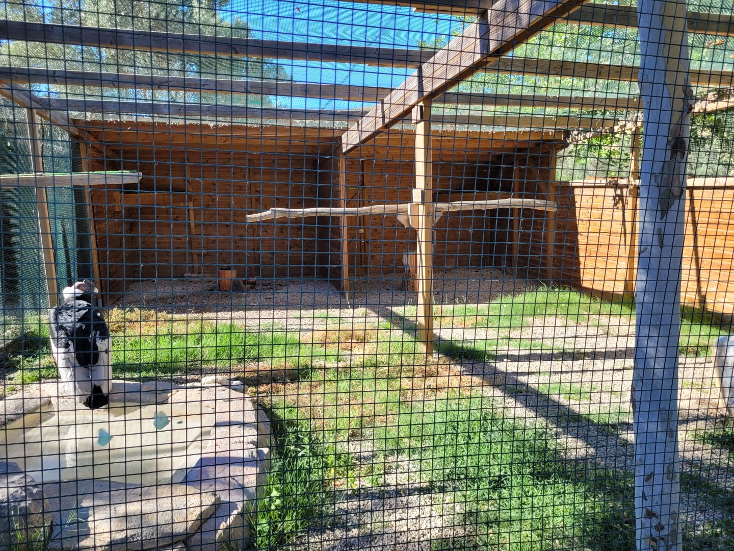 Andean condor exhibit -Sendaviva (2024)