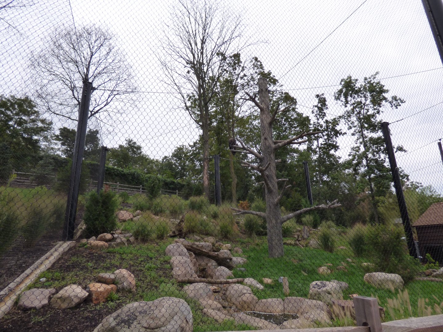 Andean Condor Exhibit - Sept. 2018