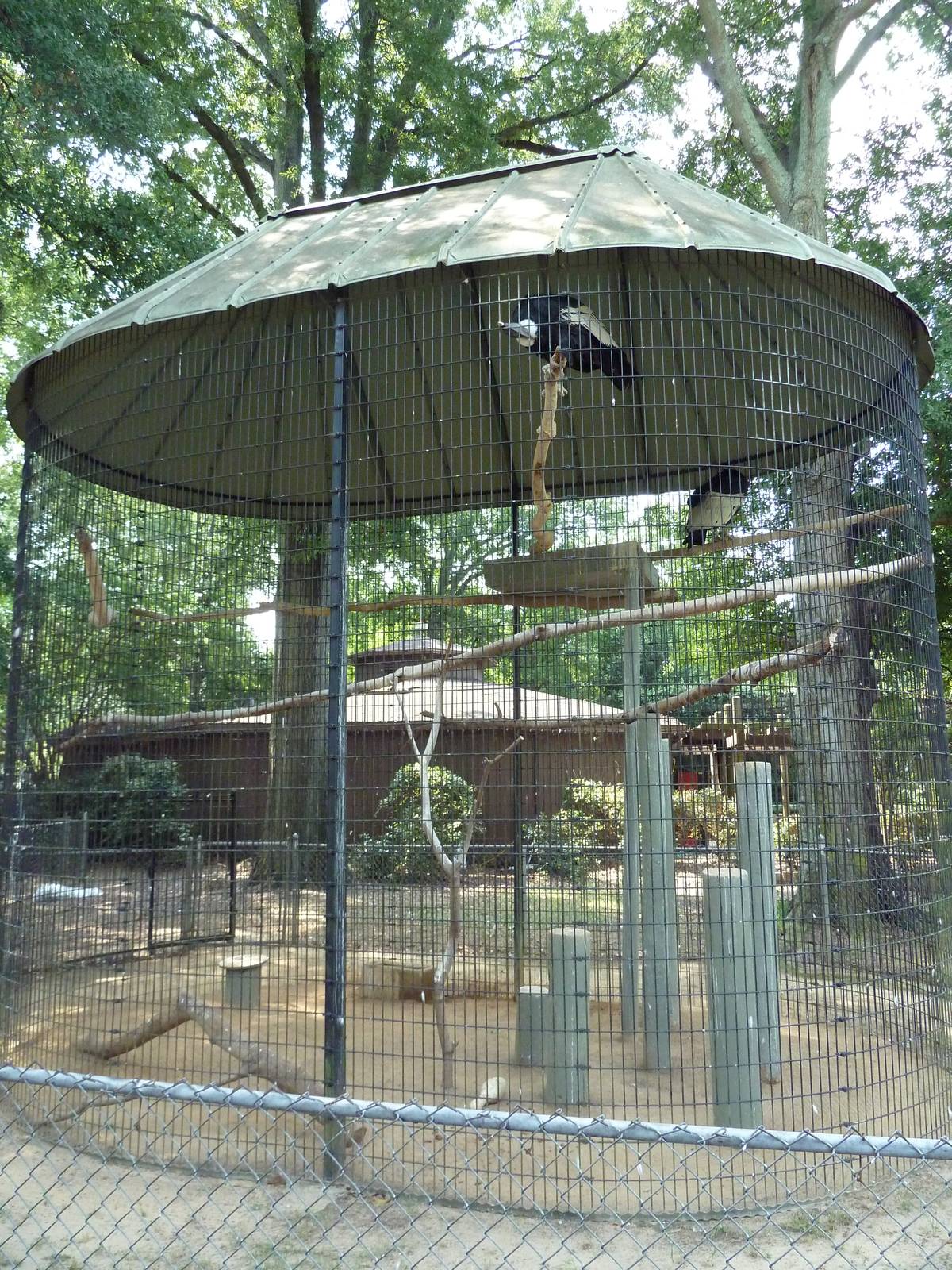 Andean Condor Exhibit