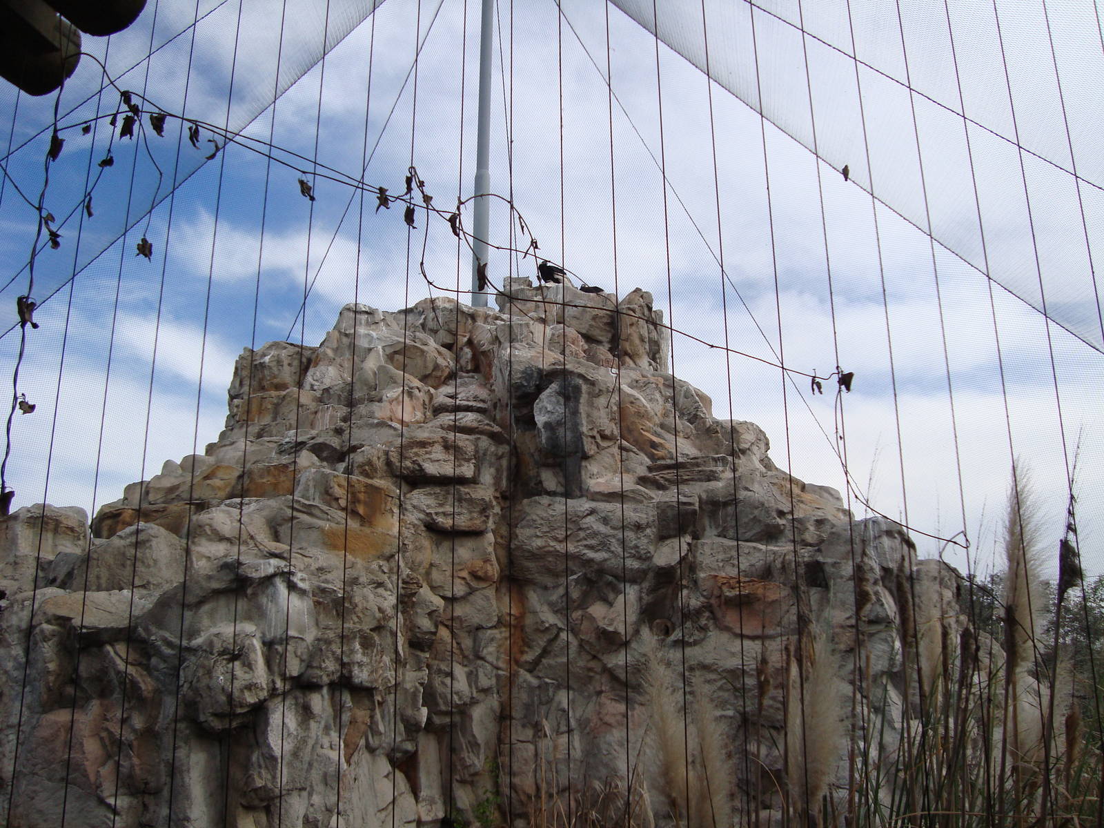 Andean Condor exhibit