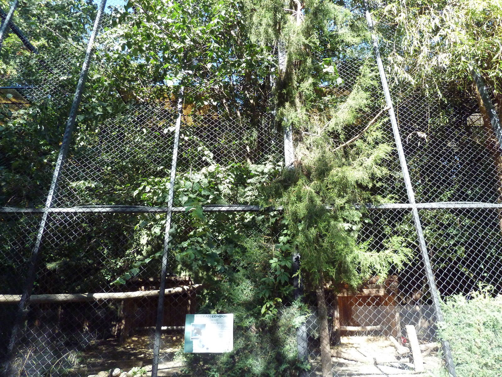Andean Condor Exhibit