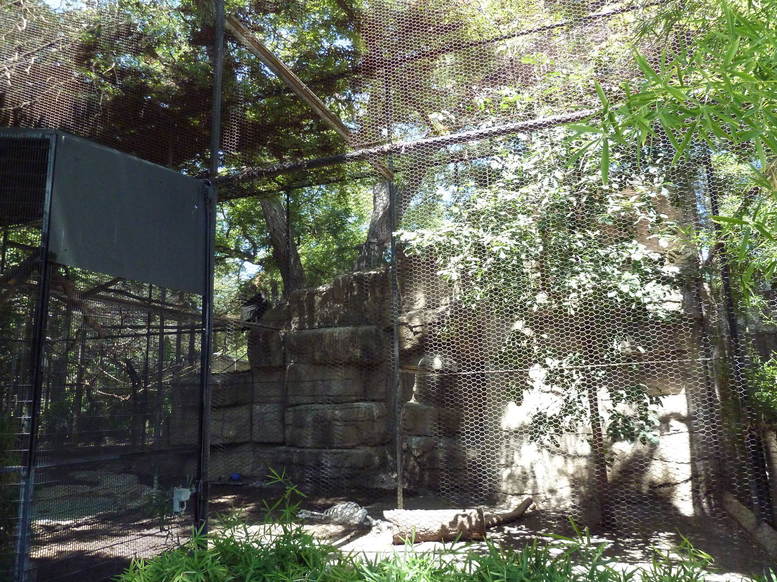 Andean Condor Exhibit