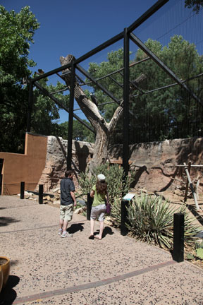 andean condor exhibit