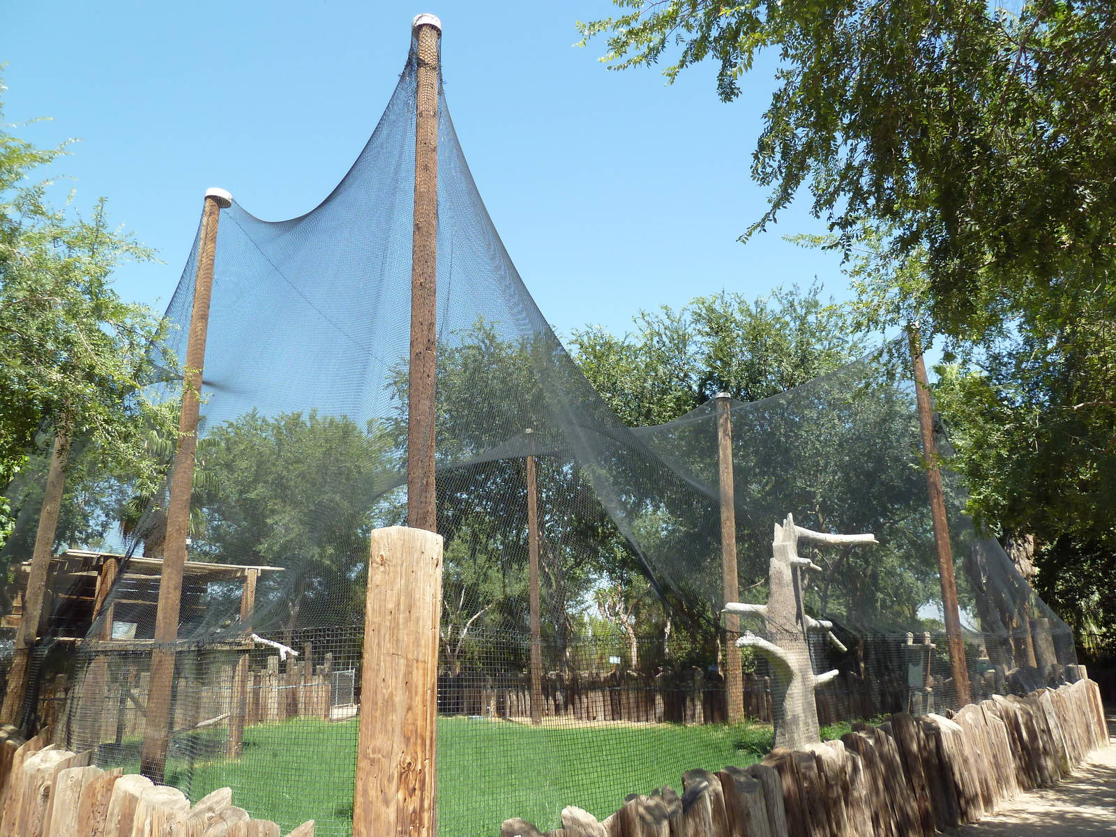 Andean Condor Exhibit
