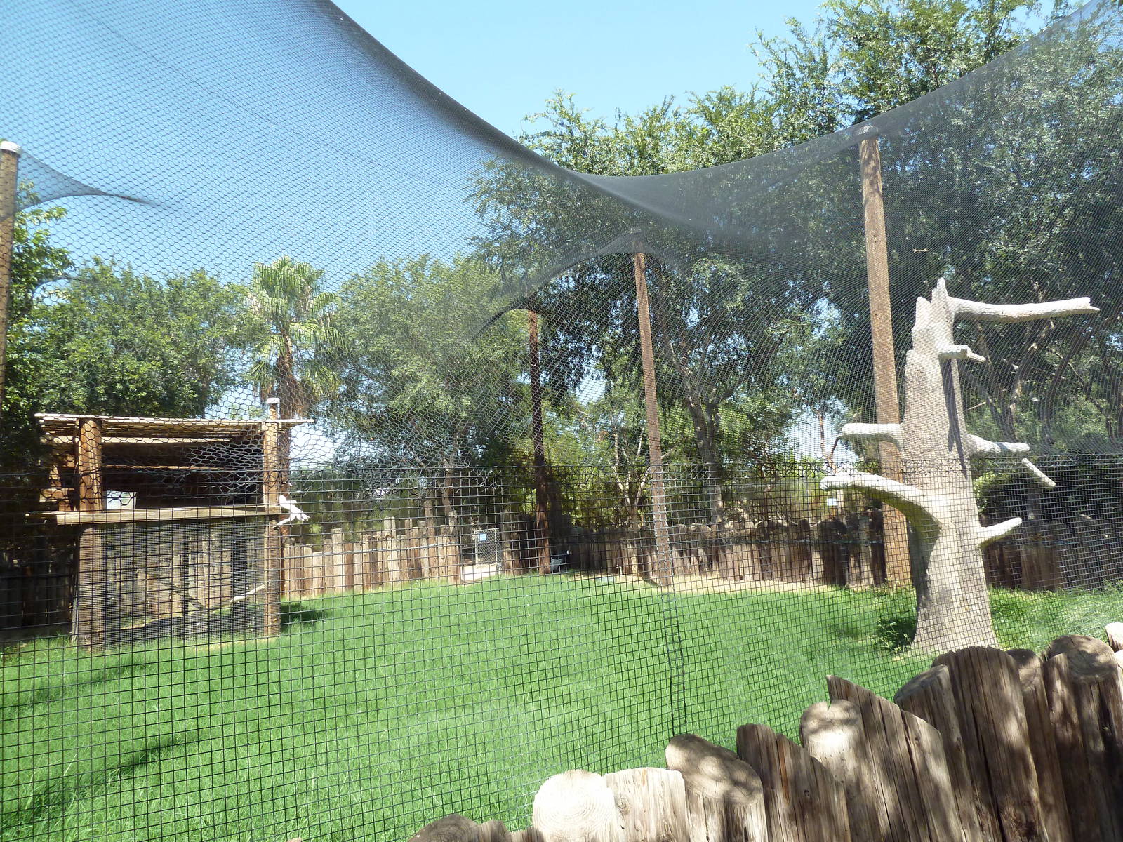Andean Condor Exhibit