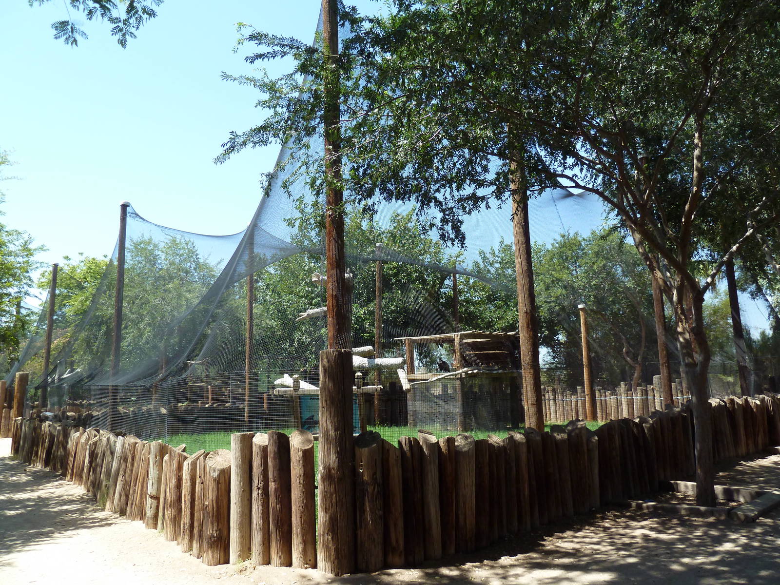 Andean Condor Exhibit