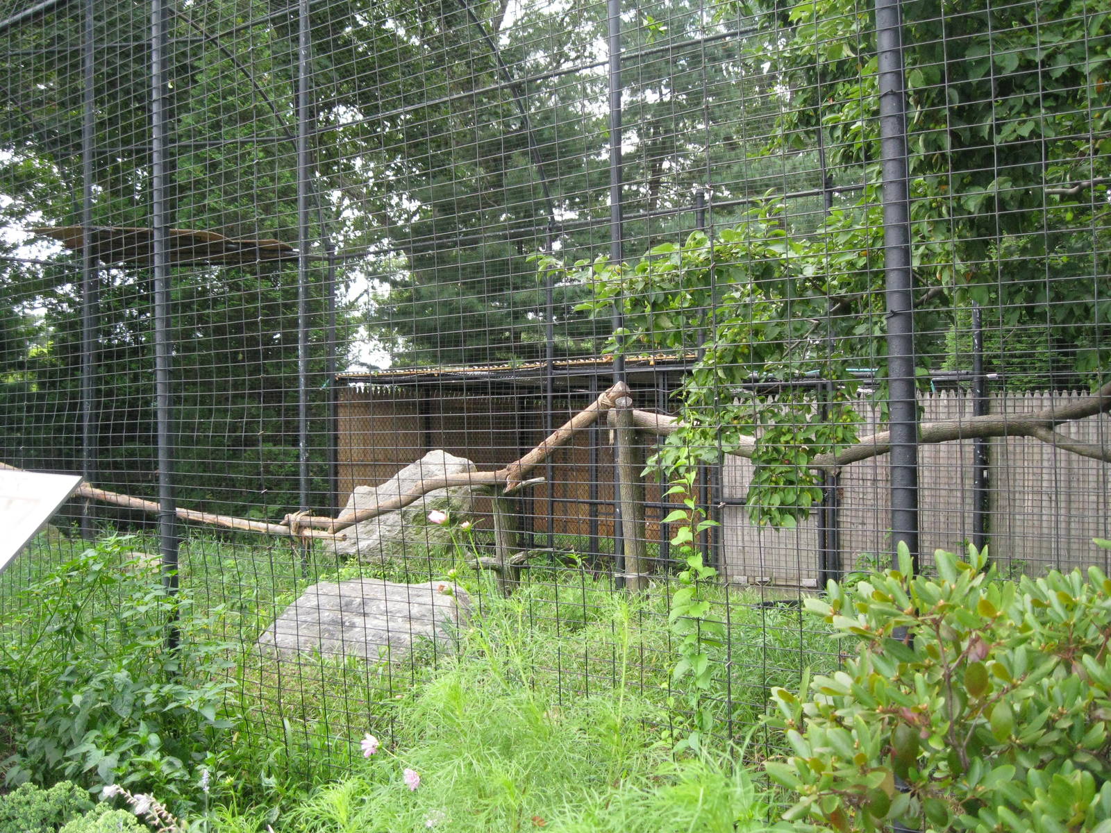 Andean Condor Exhibit