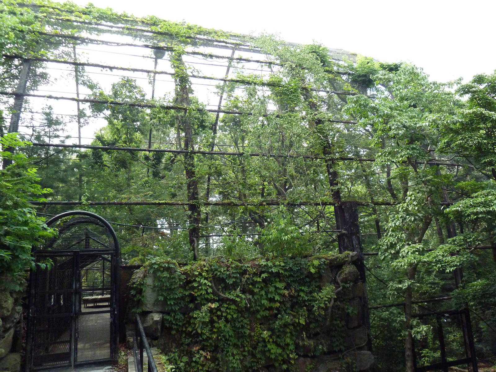 Andean Condor Exhibit