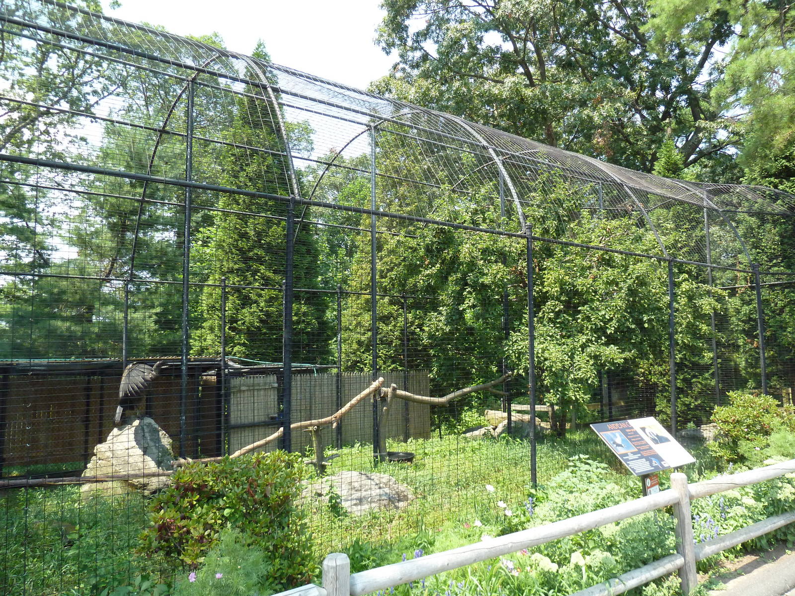 Andean Condor Exhibit