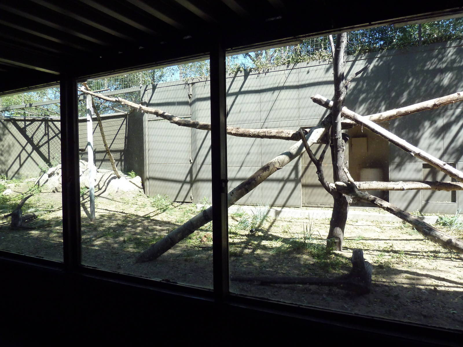 Andean Condor Exhibit