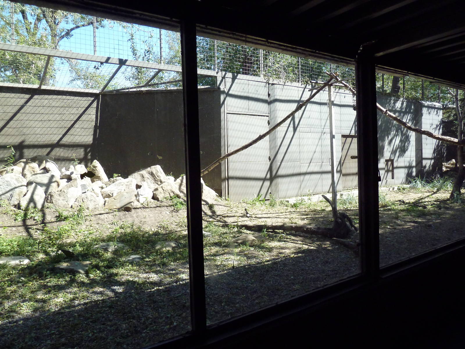 Andean Condor Exhibit