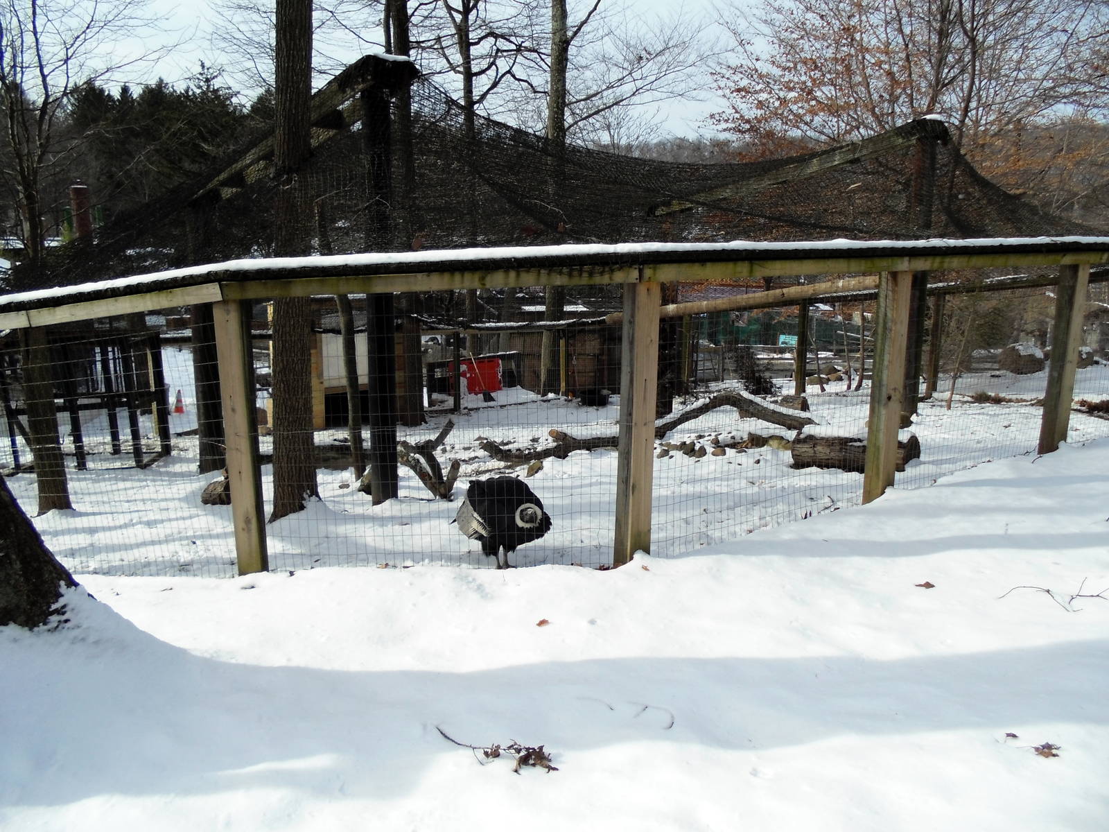 Andean Condor Exhibit