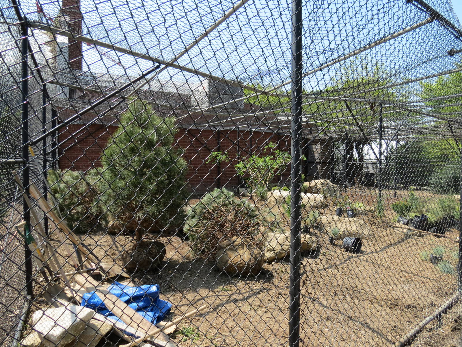 Andean Condor Exhibit