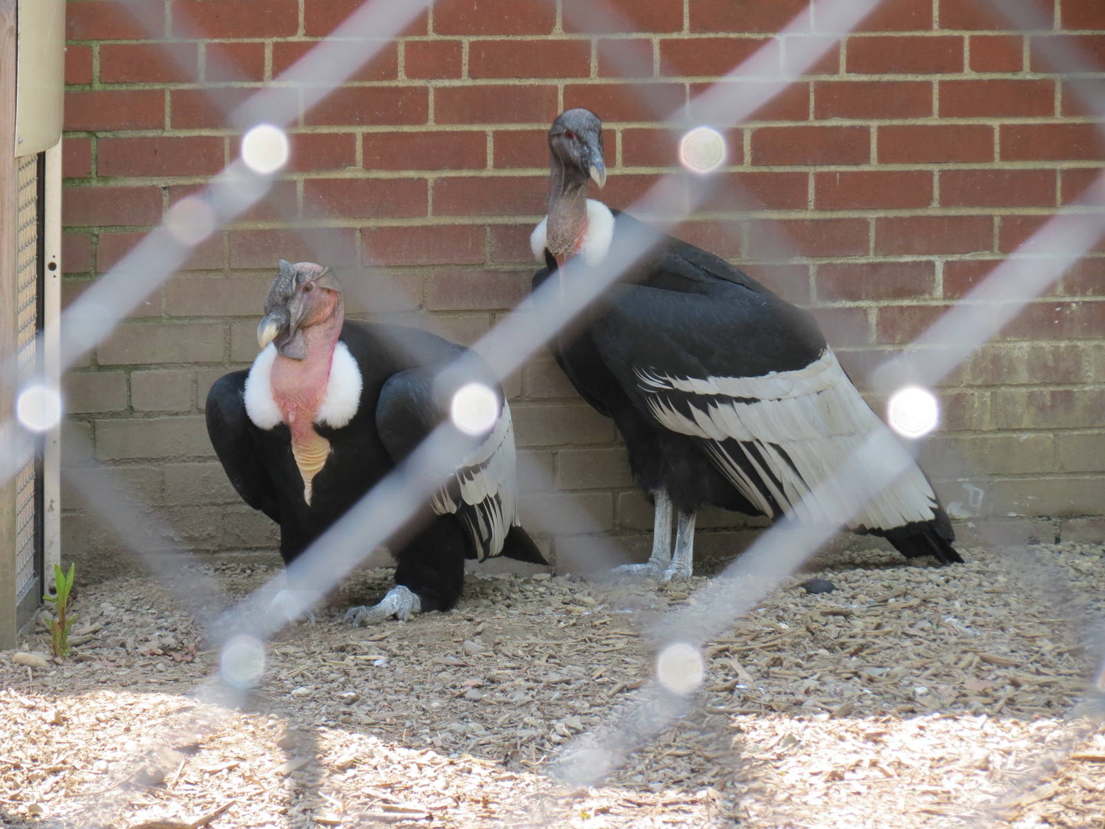 Andean Condor Exhibit